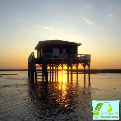SUNSET CAP FERRET - 2H